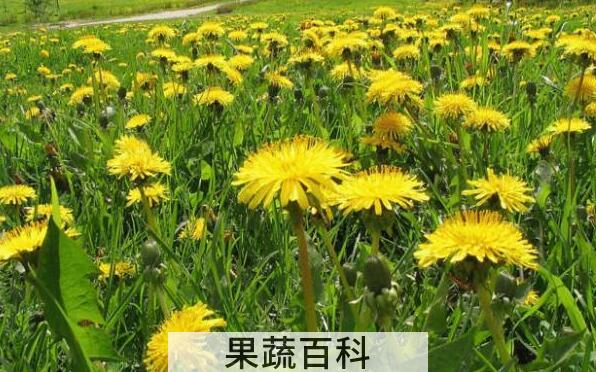 蒲公英花的功效与作用及食用方法