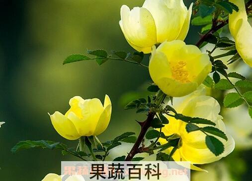 黄梅花的药用价值
