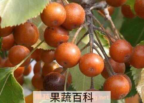 杜梨怎么养殖 杜梨的养殖方法技巧