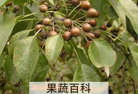 杜梨怎么养殖 杜梨的养殖方法技巧