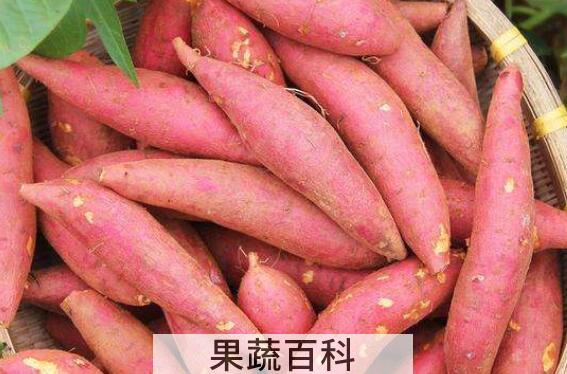 山芋的功效与作用及禁忌