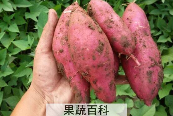 山芋的功效与作用及禁忌