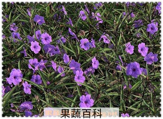翠芦莉