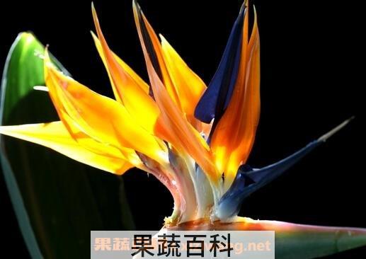 花开的最好看的植物