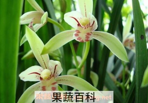 花开的最好看的植物