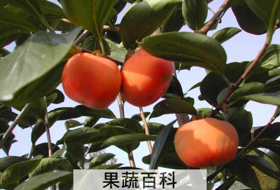 甜柿的功效和作用