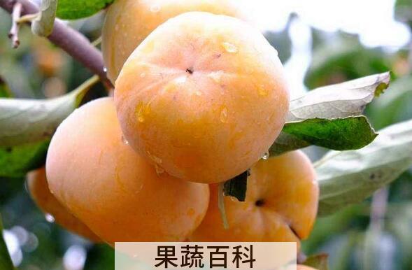 吃柿子的好处和禁忌