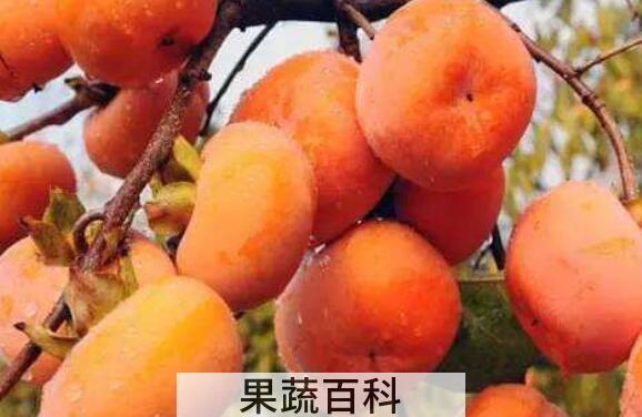 吃柿子的好处和禁忌