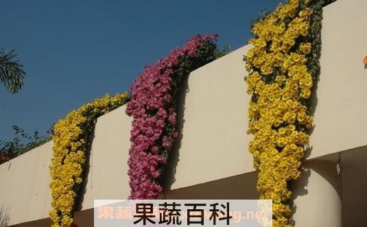 悬崖菊的作用与药用价值