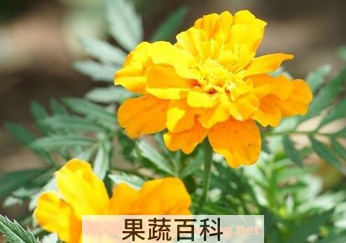 高粱菊花有什么药用价值