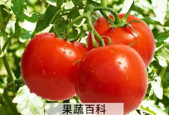 小柿子和大柿子的区别 吃柿子的好处