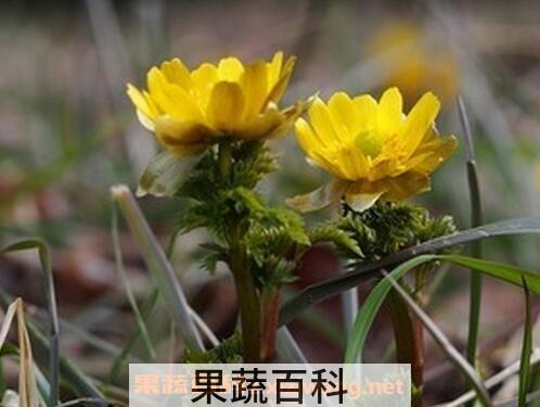 福寿草的功效与作用