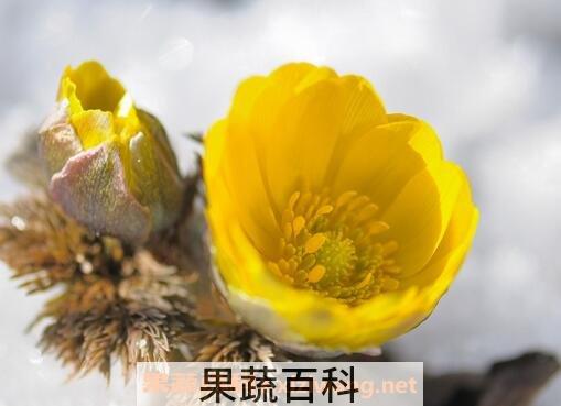 福寿草的功效与作用