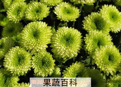 绿菊花的功效与禁忌
