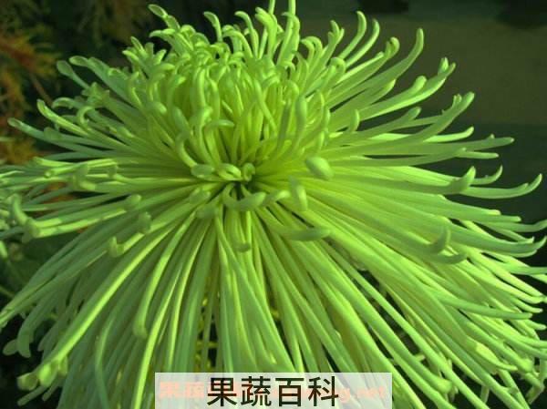 绿菊花