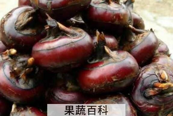 马蹄泡酒的功效与作用