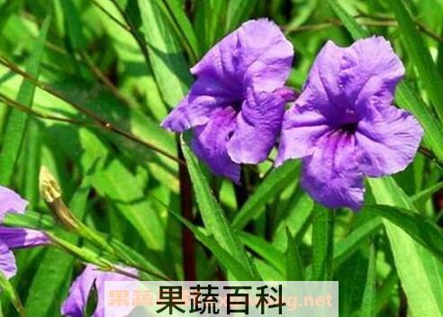 翠芦莉的功效与药用价值