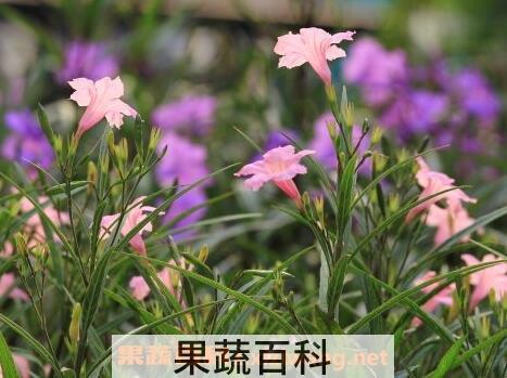 翠芦莉的功效与药用价值