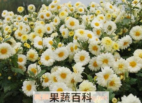 大白菊花的功效与作用
