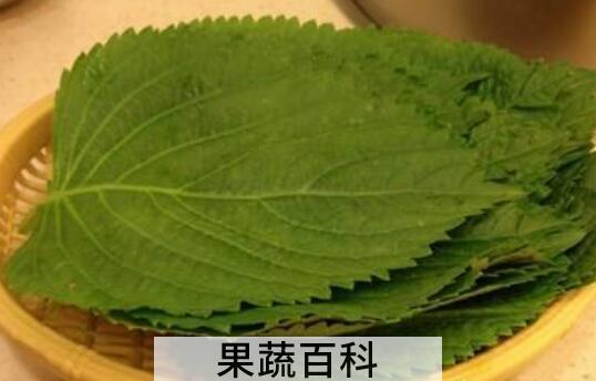 苏子叶的功效与作用及禁忌