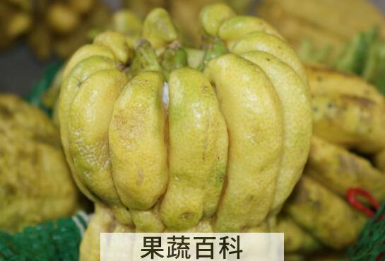广佛手和川佛手有什么区别 佛手的功效