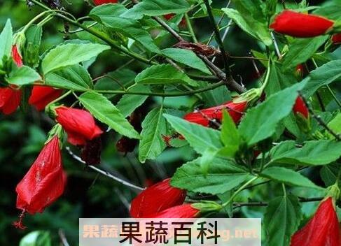 悬铃花的养殖方法和注意事项