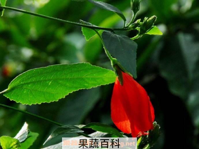 悬铃花
