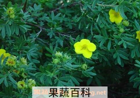 金露梅的功效与作用及常见用法