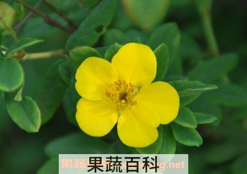 金露梅的功效与作用及常见用法