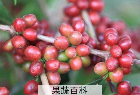 豆念果的功效和作用