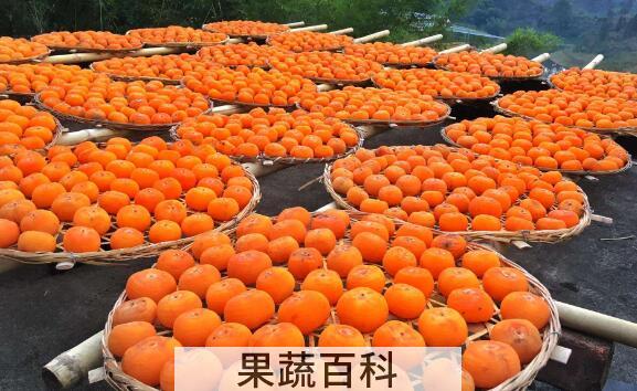 月柿的功效与作用 吃月柿的好处