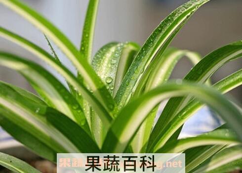 金心吊兰的功效与作用