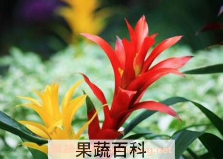 五彩红星的栽培方法和注意事项