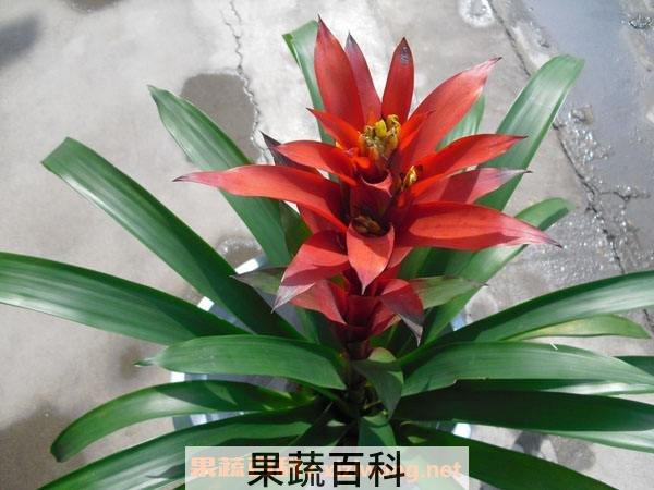 五彩红星