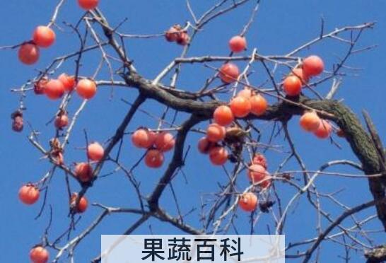 柿子树枝的功效与作用