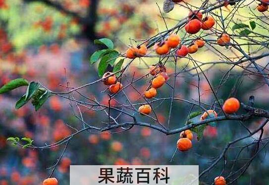 柿子树枝的功效与作用