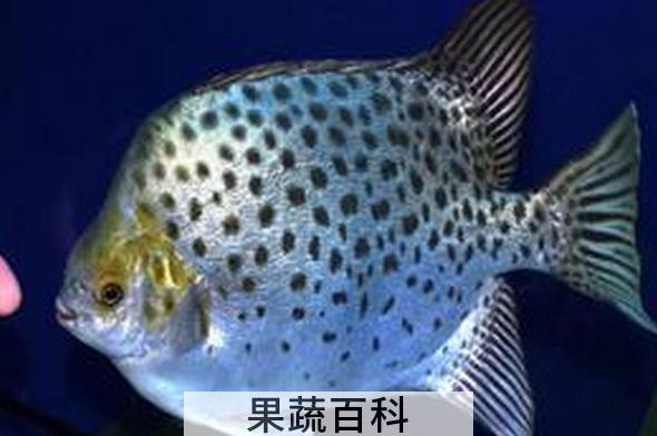 果蔬百科金钱鱼的功效与作用