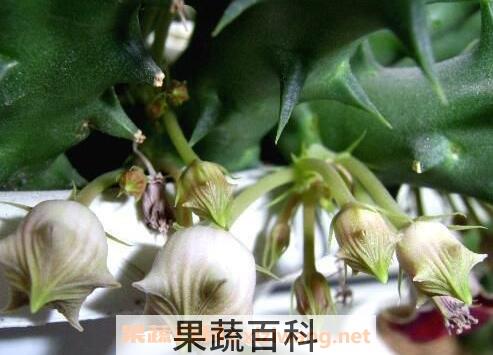 龙角花的功效与作用