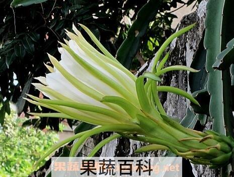 龙角花的功效与作用