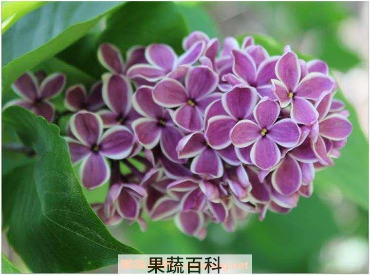 丁香