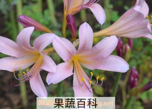 鹿葱花的药用价值
