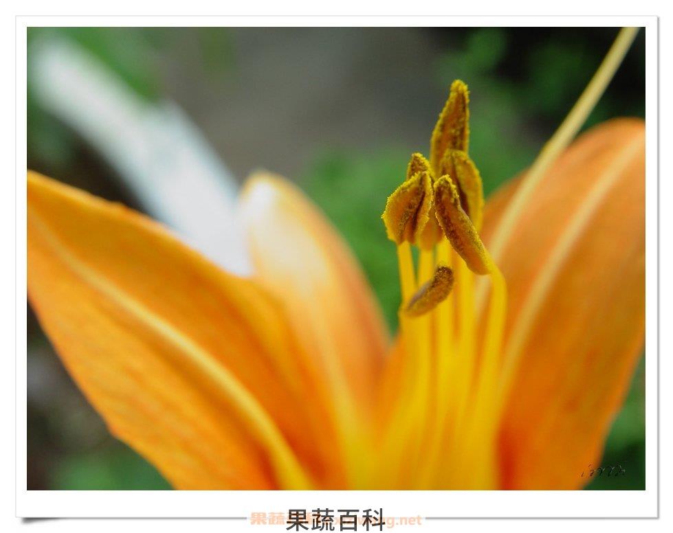 鹿葱花