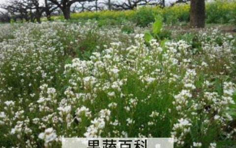 荠菜花的功效与作用 吃荠菜花的好处