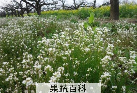 荠菜花的功效与作用 吃荠菜花的好处