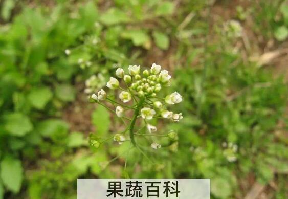 荠菜花的功效与作用 吃荠菜花的好处