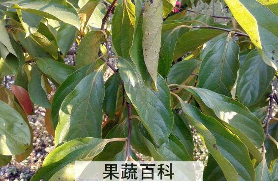 杮树叶的功效与作用