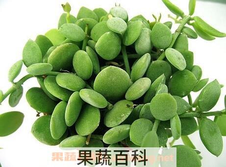 串钱藤怎么养 串钱藤的养殖方法