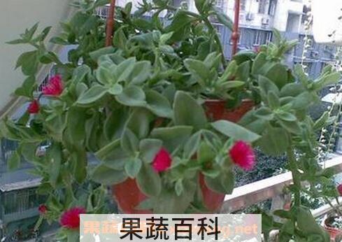 口红吊兰的药用价值