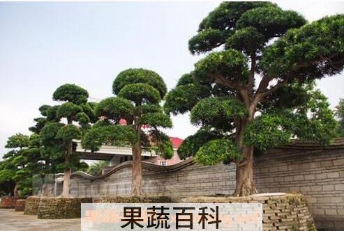 罗汉松有营养价值吗