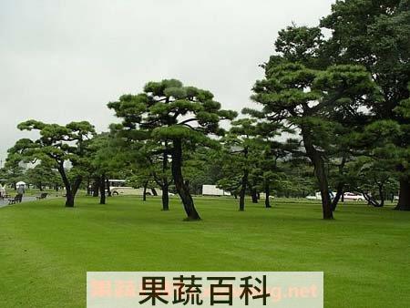 罗汉松